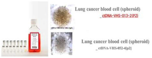 혈중암세포 배양액 및 배양된 폐암세포 spheroids