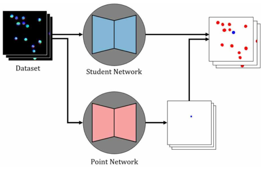 세포 분할 네트워크를 활용한 세포 분류 작업 과정 (Stage 2)