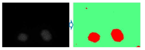 (좌) 입력 영상, (우) 개발을 통한 군집세포핵 영역 분할 결과