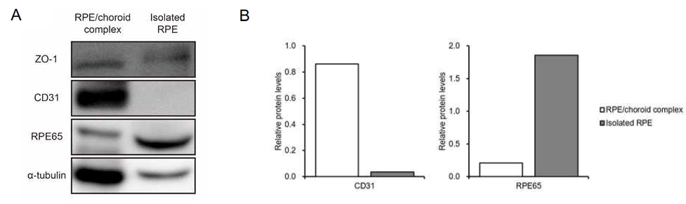 C57BL/6 마우스에서 분리한 망막 색소 상피 세포의 특징 (A) C57BL/6 마우스에서 망막 색소 상피/맥락막 복합체 (RPE/choroid complex)와 망막 색소 상피 (RPE)를 분리하여 Western blot 분석법을 수행하였다. 분리한 RPE에서는 RPE 특이적인 마커인 RPE65 단백질의 발현이 현저히 높게 관찰되었고, endothelial cell 마커인 CD31 단백질의 발현은 거의 관찰되지 않았다. (B) (A)의 CD31과 RPE65 밴드 세기를 상대적으로 나타내었다. (Loading control로 α-tubulin 이용함.)