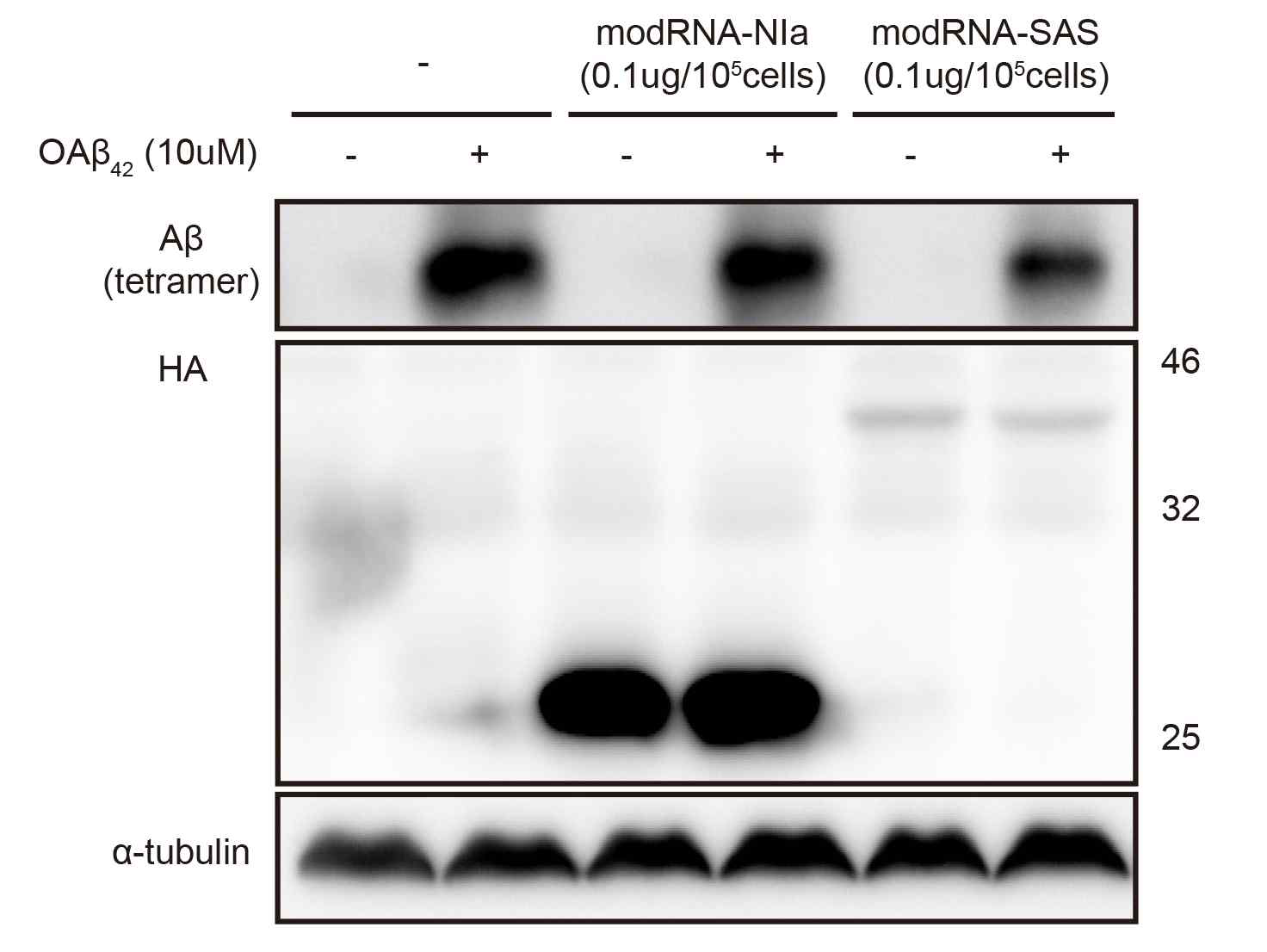 modRNA-NIa와 modRNA-SAS의 발현 및 활성 확인 Western blot을 통해 105개의 세포에 동일한 양 (0.1μg)의 modRNA-SAS와 modRNA-NIa를 처리하였을 경우, SAS의 발현량이 NIa에 비해 3배 정도 적음을 확인