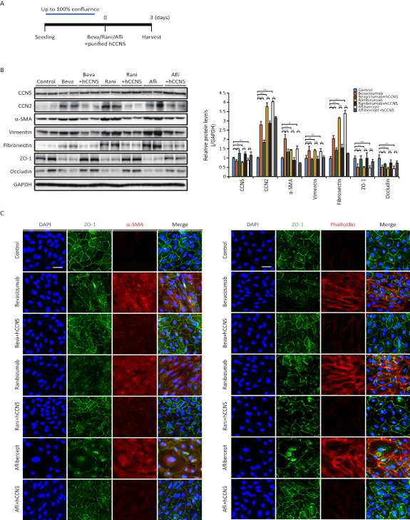 CCN5의 nti-VEGF 약물에 의해 유도되는 ARPE-19 세포의 섬유증적 변화 예방 효과 (A) ARPE-19 세포에 bebacizumab (0.25 mg/ml), ranibizumab (0.125 mg/ml), aflibercept (0.5 mg/ml)와 정제된 CCN5 단백질 (200 ng/ml)를 처리. (B) Western blot으로 anti-VEGF 약물에 의한 ARPE-19 세포의 섬유증적 변형이 CCN5을 처리한 경우 일어나지 않음을 확인.(*P≤0.05, **P≤0.01) (C) 형광현미경을 통해 ARPE-19 세포에서 anti-VEGF 약물로 인한 섬유증적 변화에 대해 CCN5의 예방 효과 확인. Anti-VEGF 약물로 인해 망가지는 tight junction의 변화가 CCN5 단백질을 처리 해준 세포에서는 고유의 특성을 유지하는 것을 확인. 또한 α-SMA 와 phalloidin의 발현이 CCN5에 의해 증가되지 않는 것이 관찰됨