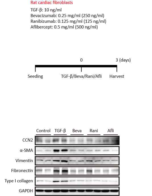Anti-VEGF 약물이 rat cardiac fibroblast에 주는 영향 확인 Rat cardiac fibroblast 세포에 TGF-β2 (10 ng/ml)와 anti-VEGF 약물을 72시간 동안 처리하여 western blot 진행함. TGF-β2를 처리한 rat cardiac fibroblast 세포의 경우 중간엽세포 관련 마커들의 발현이 증가했지만, anti-VEGF 약물을 처리한 경우 정상과 비슷한 수준으로 유지됨 확인