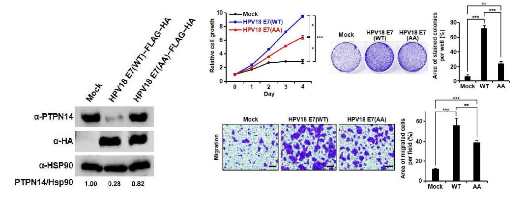 상피세포에서 정상/돌연변이 E7 단백질 발현 효과 검증