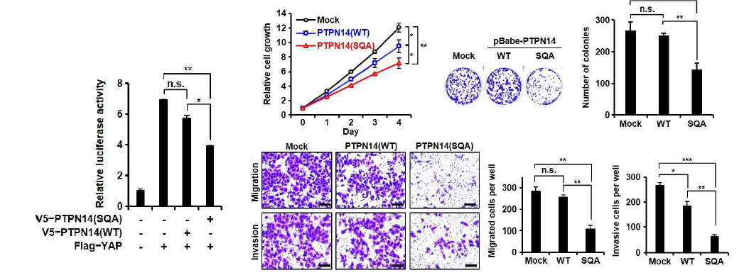 HeLa 자궁경부암 세포에서 PTPN14 단백질 작용 분석