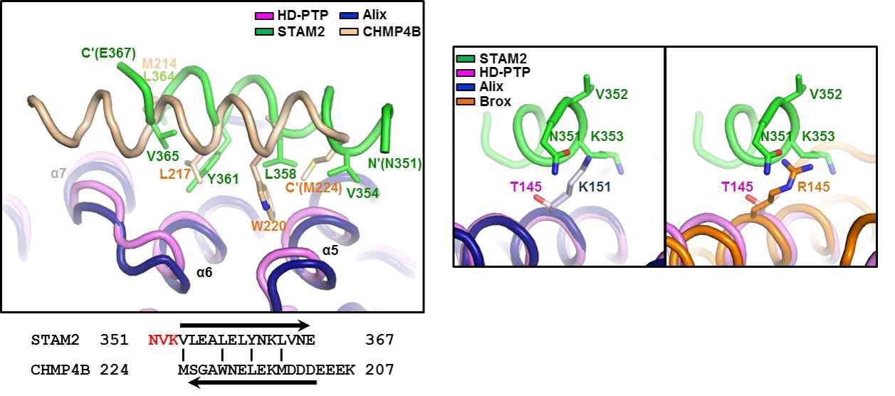 HD-PTP:STAM2 결합 선택성에 대한 구조생물학적 분석