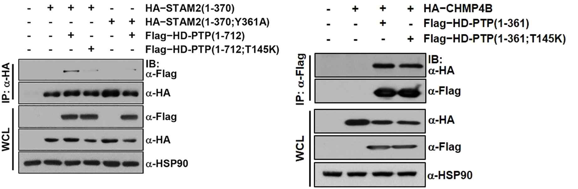 HEK293 세포에서 HD-PTP:STAM2 결합 검증