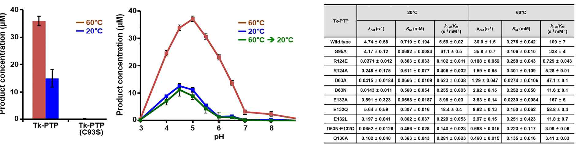 Tk-PTP 효소활성 분석