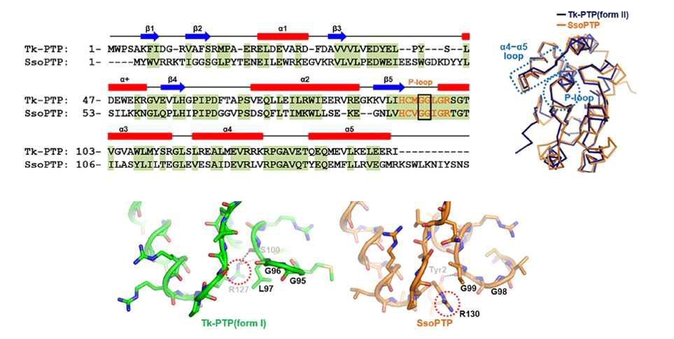 두 종류의 고세균 PTP 단백질 아미노산 서열 및 삼차구조 비교