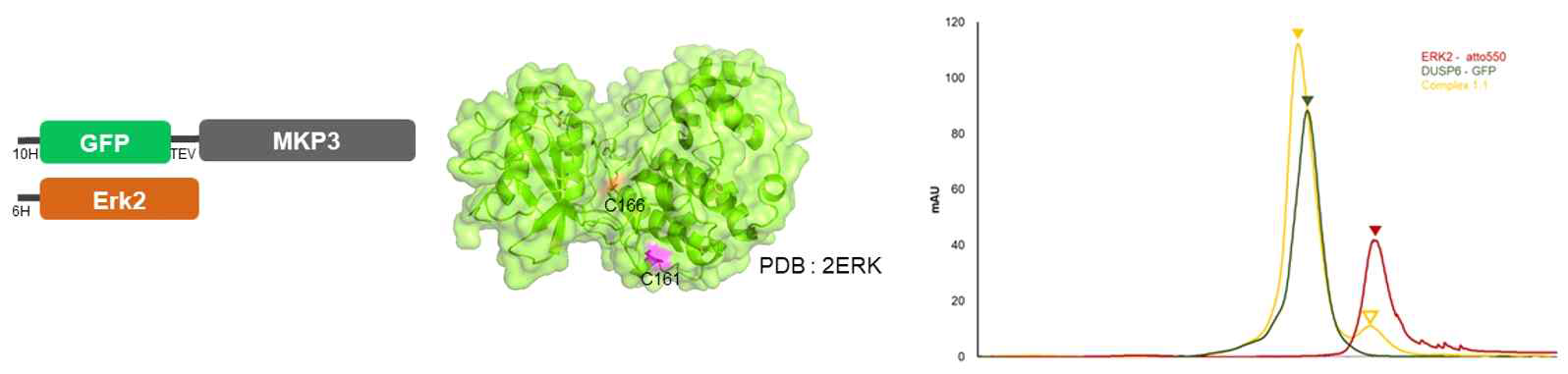 Erk2와 GFP-MKP3 construct (좌측) 및 복합체 형성 확인