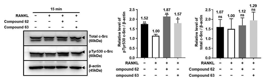 파골세포 내 c-Src 단백질의 탈인산화 억제 효능 검증