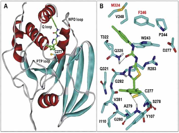 단백질-62번 물질 결합 모델링 및 구조적 분석