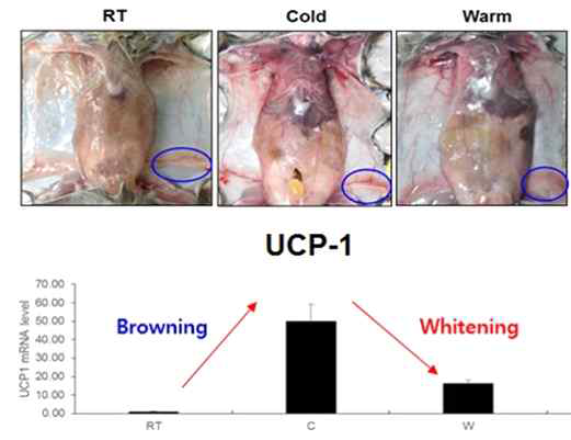 생쥐 모델에서 유사갈색지방세포 활성(browning)/비활성(whitening)조건 확립