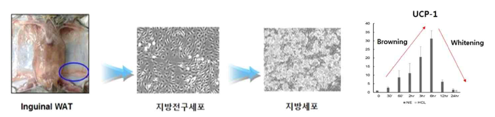 세포 수준에서 유사갈색지방세포 활성(browning)/비활성(whitening)조건 확립