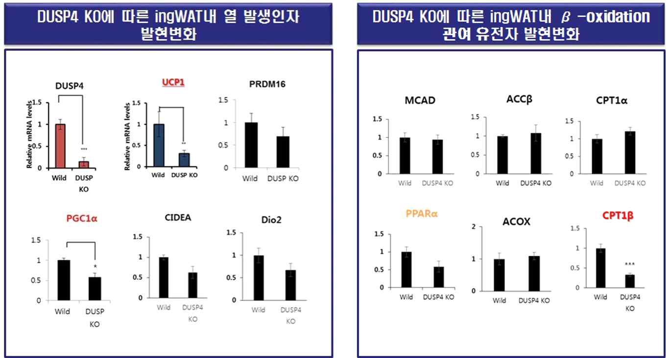 DUSP4-/- 마우스 모델에서 ingWAT 내 대표적인 유전자 발현 변화