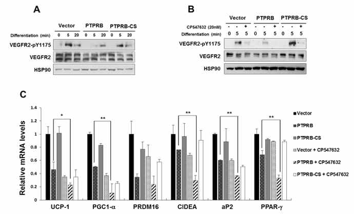 VEGFR2타이로신 탈인산화를 통한 PRPTB의 갈색지방세포 분화 억제