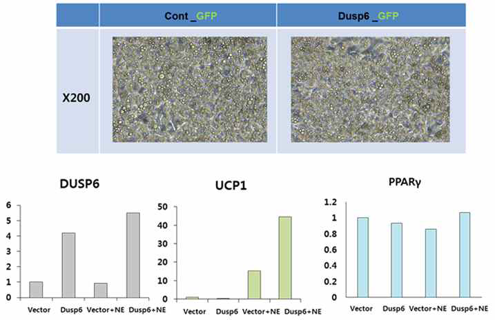 DUSP6 발현에 다른 백색지방세포 형태적 변화여부 확인(위) 및 유사갈색지방세포 활성인자 발현 변화 확인(아래)