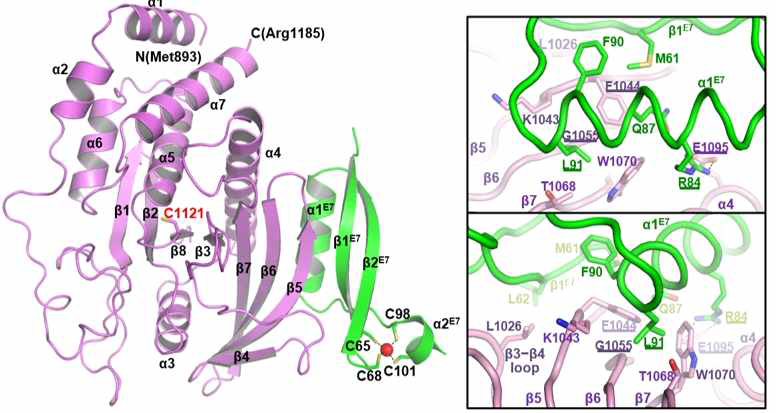 HPV18 E7-PTPN14 단백질 복합체 삼차구조 및 결합 분석