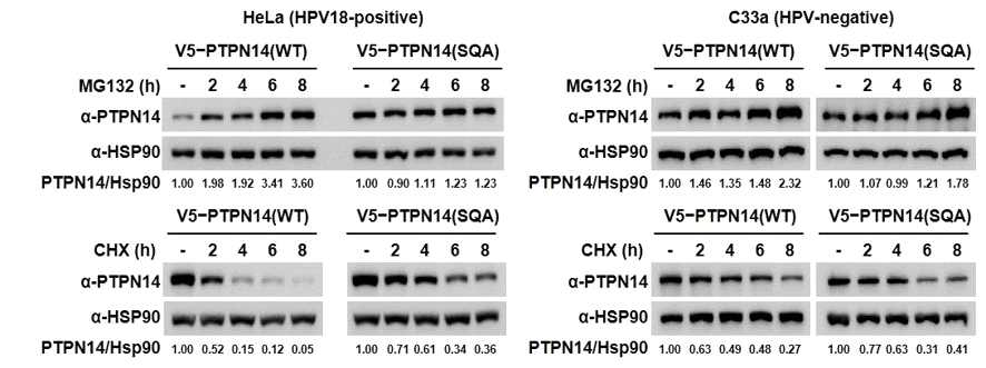 단백질 분해 억제제(MG132)/합성 억제제(CHX) 처리 시 암세포 내 PTPN14 단백질 양의 변화