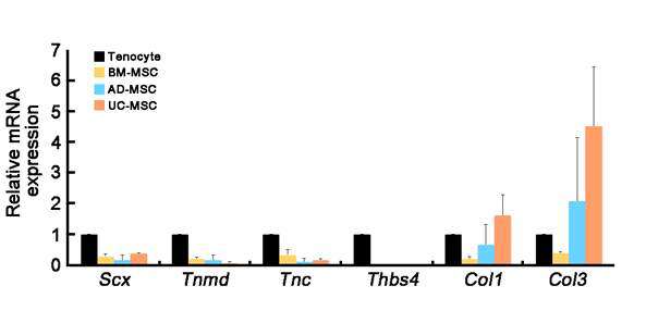 The levels of tenogenic gene expression between tenocytes and MSCs