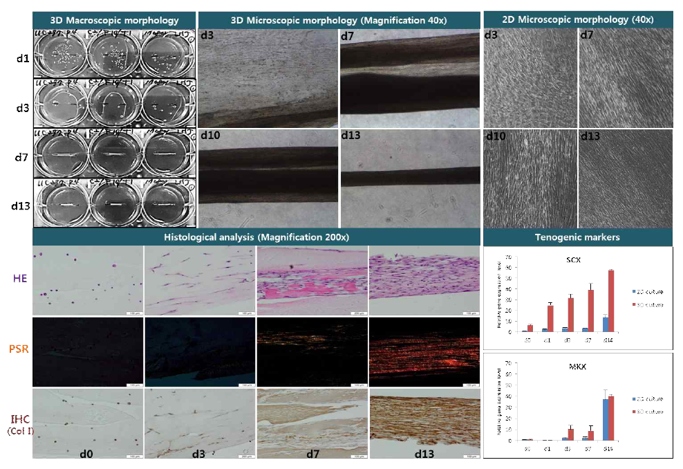 2D와 피브린 기반 3D 배양에서 동종제대유래 줄기세포의 건세포 분화 능력