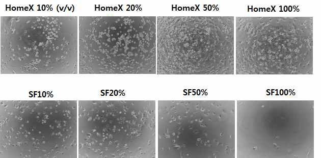 다양한 농도의 HomeX1과 synovial fluid의 세포 생착능 확인 (100x)