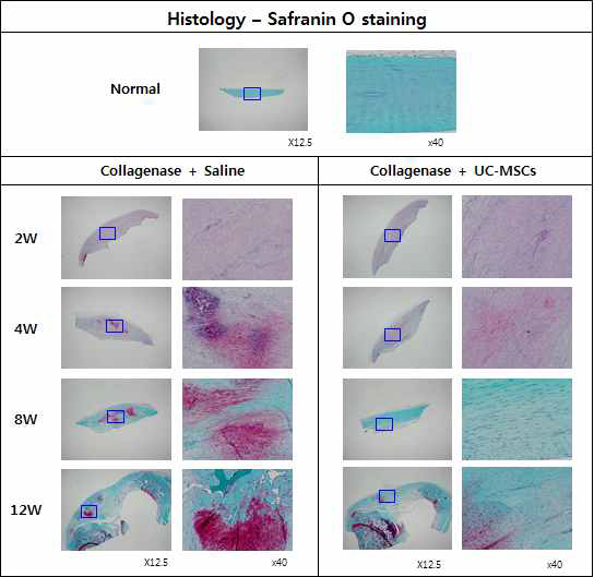 건병증이 유도된 슬개건에 Saline를 주사한 그룹과 UC-MSC를 주사한 그룹의 Safranin O