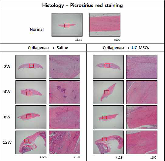 건병증이 유도된 슬개건에 Saline를 주사한 그룹과 UC-MSC를 주사한 그룹의 H&E