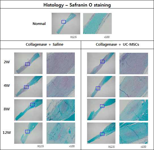 건병증이 유도된 아킬레스건에 Saline를 주사한 그룹과 UC-MSC를 주사한 그룹의 Safranin O