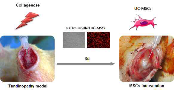 건병증이 유도된 극상건에 PKH26로 라벨링한 UC-MSCs를 주입함