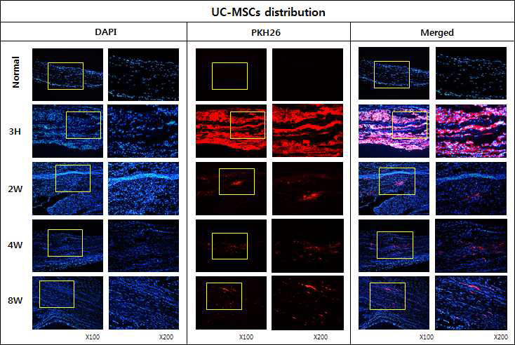건병증이 유도된 극상건에 PKH26로 라벨링한 UC-MSCs를 주입 한 후 시간의 흐름에 따른 운명 및 분포 확인