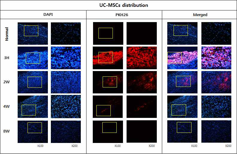 건병증이 유도된 아킬레스건에 PKH26로 라벨링한 UC-MSCs를 주입한 후 시간의 흐름에 따른 운명 및 분포 확인