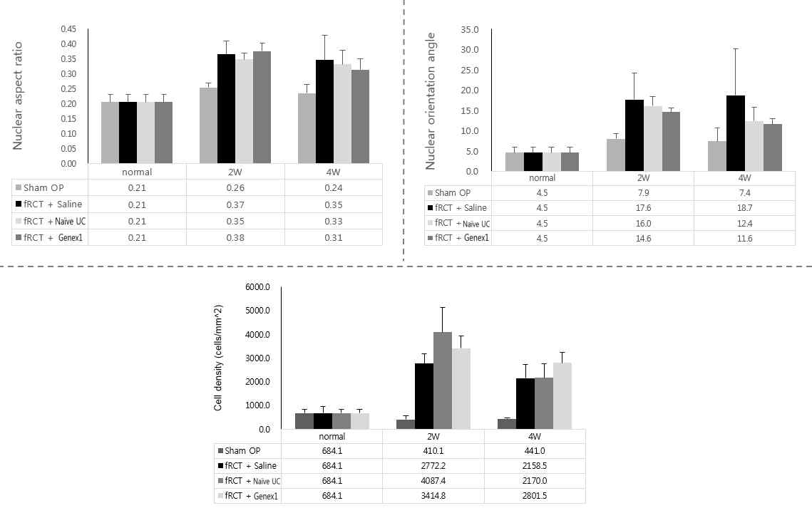 회전근개 파열 모델의 극상건에 saline을 주사한 그룹과, naive UC-MSC, GeneX1-UC-MSC를 주사한 그룹의 Nuclear aspect ratio와 Nuclear orientation angle, cell density 그래프
