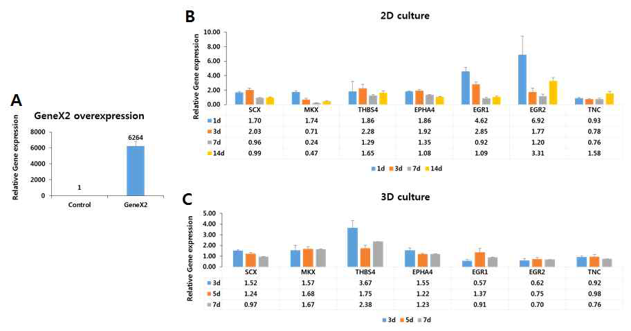 GeneX2 도입 후 제대 줄기세포의 2차원적 배양 및 3차원적 배양에 의한 건 분화 마커 유전자 발현의 분석