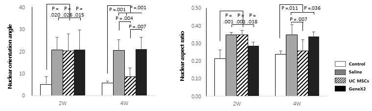 정상 극상건, Saline을 주입한 극상건, UC MSCs를 주입한 극상건, GeneX2를 강화한 UC MSCs를 주입한 극상건의 2주와 4주의 fibroblast 핵의 방향과 활성화를 평가한 그래프