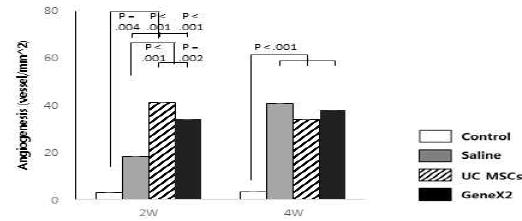 정상 극상건, Saline을 주입한 극상건, UC MSCs를 주입한 극상건, GeneX2를 강화한 UC MSCs를 주입한 극상건의 2주와 4주의 혈관 생성 개수를 평가한 그래프
