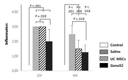 정상 극상건, Saline을 주입한 극상건, UC MSCs를 주입한 극상건, GeneX2를 강화한 UC MSCs를 주입한 극상건의 2주와 4주의 염증을 평가한 그래프