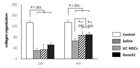 정상 극상건, Saline을 주입한 극상건, UC MSCs를 주입한 극상건, GeneX2를 강화한 UC MSCs를 주입한 극상건의 2주와 4주의 collagen organization을 평가한 그래프