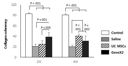 정상 극상건, Saline을 주입한 극상건, UC MSCs를 주입한 극상건, GeneX2를 강화한 UC MSCs를 주입한 극상건의 2주와 4주의 collagen fiber의 coherency를 확인한 그래프