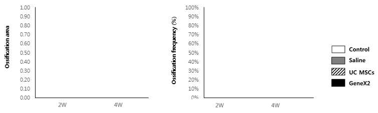 정상 극상건, Saline을 주입한 극상건, UC MSCs를 주입한 극상건, GeneX2를 강화한 UC MSCs를 주입한 극상건의 2주와 4주의 뼈 형성을 보여주는 그래프. 좌 : 뼈가 형성된 영역, 우 : 뼈 형성의 빈도