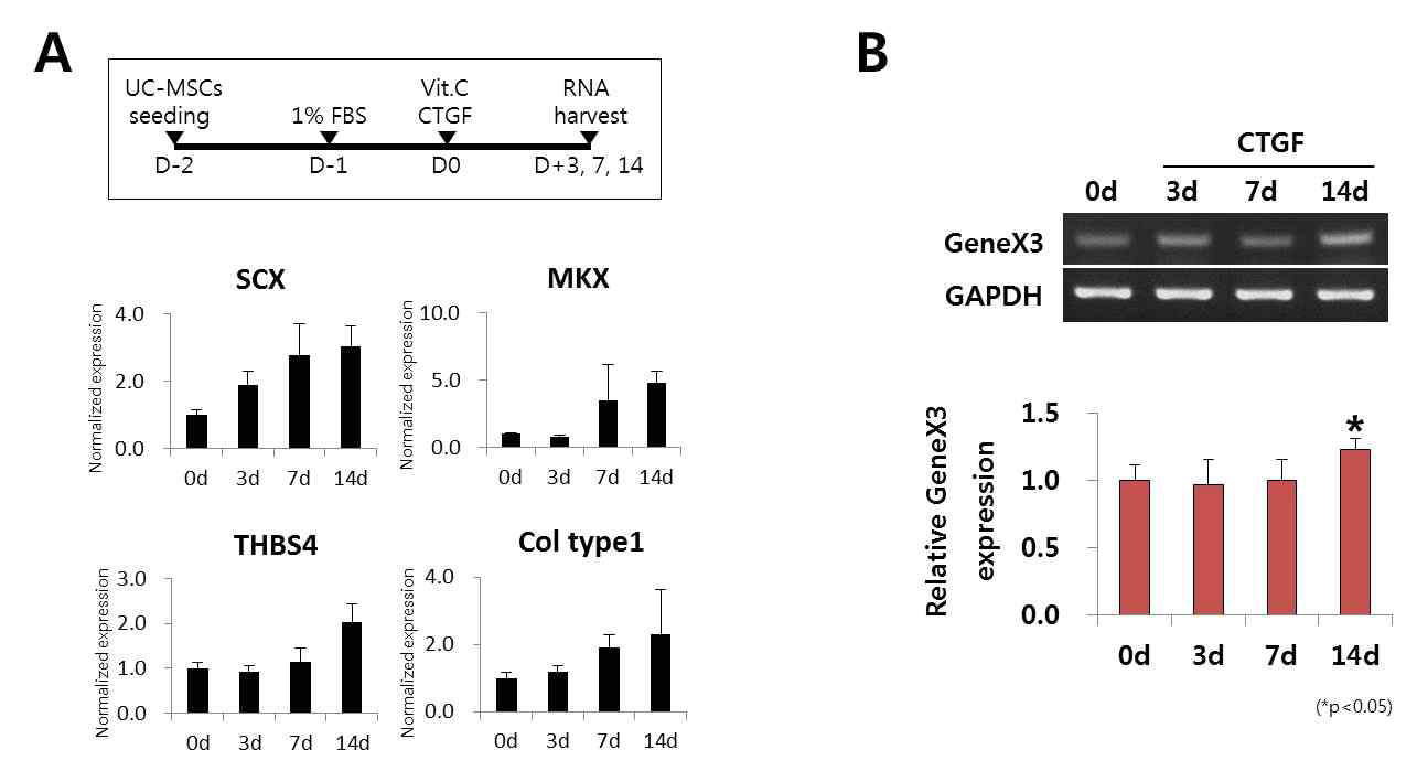 건 분화 배지에서 UC-MSCs 배양 시 GeneX3 발현 확인