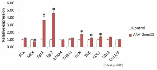 GeneX3 과발현에 의한 건세포 관련 마커 발현 변화 확인