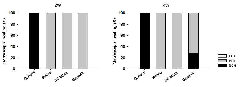 정상 극상건, Saline을 주입한 극상건, UC MSCs를 주입한 극상건, GeneX3를 강화한 UC MSCs를 주입한 극상건의 2주와 4주 건의 외형을 타입에 따라 분류한 그래프