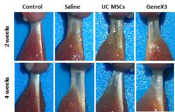 정상 극상건, Saline을 주입한 극상건, UC MSCs를 주입한 극상건, GeneX3를 강화한 UC MSCs를 주입한 극상건의 2주와 4주의 외형 사진