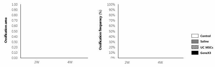 정상 극상건, Saline을 주입한 극상건, UC MSCs를 주입한 극상건, GeneX3를 강화한 UC MSCs를 주입한 극상건의 2주와 4주의 뼈 형성을 보여주는 그래프. 좌 : 뼈가 형성된 영역, 우 : 뼈 형성의 빈도
