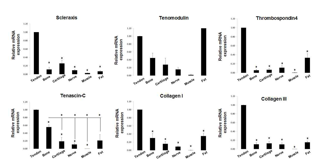 The level of tenogenic gene expression in several different types of tissue