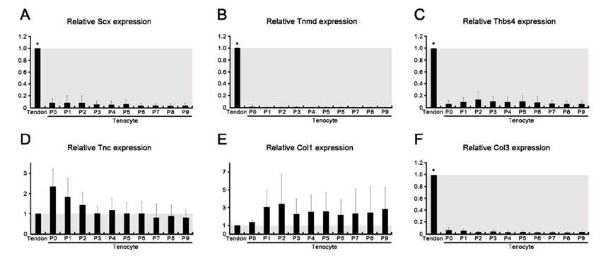 Expression of tenogenic markers between tendon tissues and tenocytes in serial passage (P0~P9) by qPCR