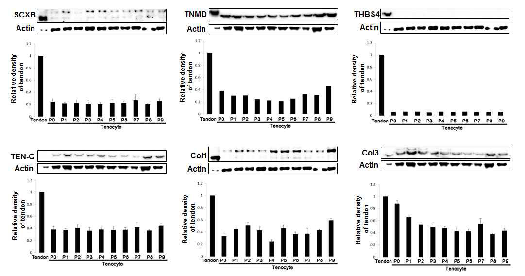 Expression of tenogenic markers between tendon tissues and tenocytes in serial passage (P0~P9) by western blot