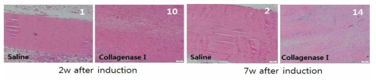 슬개건에서의 건병증 유도후 각각 2, 7주 후 건 조직 변화 양상 대표 이미지