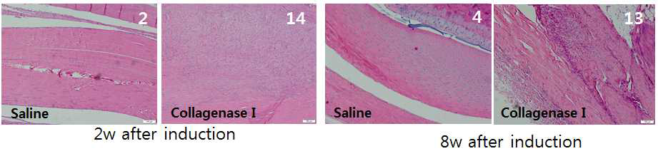 아킬레스건에서의 건병증 유도후 각각 2, 7주 후 건 조직 변화 양상 대표 이미지